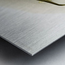 Odontoglossum excellens from Reichenbachia Orchids 1888-1894 illustrated by Frederick Sander 1847-1920.  Metal print