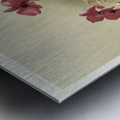 Dendrobium phalænopsis var statterianum from Reichenbachia Orchids 1888-1894 illustrated by Frederick Sander 1847-1920.  Metal print