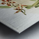 Odontoglossum coradinei from Reichenbachia Orchids 1888-1894 illustrated by Frederick Sander 1847-1920.  Metal print