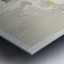 Odontoglossum vexillarium from Reichenbachia Orchids 1888-1894 illustrated by Frederick Sander 1847-1920.  Metal print