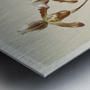 Cypripedium hybridum laucheanum cypripedium hybridum eyermanianum from Reichenbachia Orchids 1888-1894 illustrated by Frederick Sander 1847-1920.  Metal print