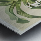 Cypripedium hybridum laucheanum cypripedium hybridum eyermanianum from Reichenbachia Orchids 1888-1894 illustrated by Frederick Sander 1847-1920.  Metal print