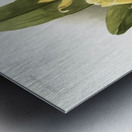 Cypripedium hybridum laucheanum cypripedium hybridum eyermanianum from Reichenbachia Orchids 1888-1894 illustrated by Frederick Sander 1847-1920.  Metal print