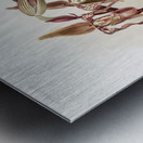 Cypripedium sanderianum from Reichenbachia Orchids 1888-1894 by Frederick Sander 1847-1920. Metal print