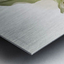 Trischopilia suavis alba from Reichenbachia Orchids 1888-1894 illustrated by Frederick Sander 1847-1920.  Metal print