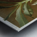 Catasetum bungerothii from Reichenbachia Orchids 1888-1894 illustrated by Frederick Sander 1847-1920.  Metal print