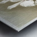 Lælio-cattleya elegans var blenheimensis from Reichenbachia Orchids 1888-1894 illustrated by Frederick Sander 1847-1920.  Metal print