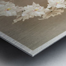 Odontoglossum crispum from Reichenbachia Orchids 1888-1894 by Frederick Sander 1847-1920.  Metal print