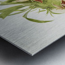 Paphinia rugosa Zygopetalum xanthinum from Reichenbachia Orchids 1888-1894 illustrated by Frederick Sander 1847-1920.  Metal print