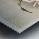 Coelogyne cristata maxima from Reichenbachia Orchids 1888-1894 illustrated by Frederick Sander 1847-1920.  Metal print