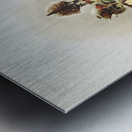 Coelogyne cristata maxima from Reichenbachia Orchids 1888-1894 illustrated by Frederick Sander 1847-1920.  Metal print