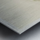 Lycaste skinnerii armeniaca from Reichenbachia Orchids 1888-1894 illustrated by Frederick Sander 1847-1920.  Metal print