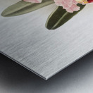 Cattleya Percivaliana from Reichenbachia Orchids 1888-1894 by Frederick Sander 1847-1920.  Metal print