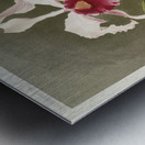 Cattleya hybrida arnoldiana from Reichenbachia Orchids 1888-1894 illustrated by Frederick Sander 1847-1920.  Metal print