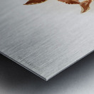 Odontoglossum insleayi splendens from Reichenbachia Orchids 1888-1894 illustrated by Frederick Sander 1847-1920.  Metal print