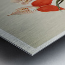 Disa grandiflora from Reichenbachia Orchids 1888-1894 illustrated by Frederick Sander 1847-1920.  Metal print