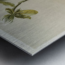 Cypripedium lawrenceanum hyeanum from Reichenbachia Orchids 1888-1894 illustrated by Frederick Sander 1847-1920.  Metal print