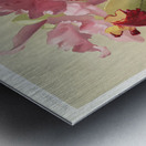 Cattleya hybrida hardyana from Reichenbachia Orchids 1888-1894 illustrated by Frederick Sander 1847-1920.  Metal print