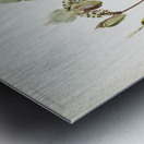 Cypripedium argus from Reichenbachia Orchids 1888-1894 illustrated by Frederick Sander 1847-1920.  Metal print