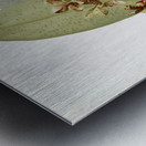 Oncidium lanceanum from Reichenbachia Orchids 1888-1894 illustrated by Frederick Sander 1847-1920.  Metal print