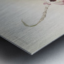 Dendrobium hybridum venus Dendrobium hybridum cassiope from Reichenbachia Orchids 1888-1894 illustrated by Frederick Sander 1847-1920.  Metal print