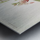 Selenipedium hybridum weidlichianum from Reichenbachia Orchids 1888-1894 illustrated by Frederick Sander 1847-1920.  Metal print