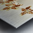 Odontoglossum luteo-purpureum from Reichenbachia Orchids 1888-1894 illustrated by Frederick Sander 1847-1920.  Metal print