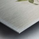 Odontoglossum rossii from Reichenbachia Orchids 1888-1894 by Frederick Sander 1847-1920.  Metal print