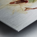 Cattleya dowiana aurea from Reichenbachia Orchids 1888-1894 by Frederick Sander 1847-1920.  Metal print