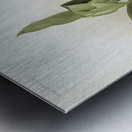 Zygopetalum klabochorum from Reichenbachia Orchids 1888-1894 illustrated by Frederick Sander 1847-1920.  Metal print