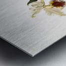 Cattleya rex from Reichenbachia Orchids 1888-1894 illustrated by Frederick Sander 1847-1920.  Metal print