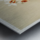 Phaius tuberculosus from Reichenbachia Orchids 1888-1894 illustrated by Frederick Sander 1847-1920.  Metal print