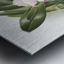 Cypripedium lemoinierianum from Reichenbachia Orchids 1888-1894 illustrated by Frederick Sander 1847-1920.  Metal print