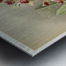 Odontoglossum harryanum from Reichenbachia Orchids 1888-1894 illustrated by Frederick Sander 1847-1920.  Metal print