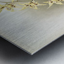 Odontoglossum hebraicum aspersum from Reichenbachia Orchids 1888-1894 illustrated by Frederick Sander 1847-1920.  Metal print