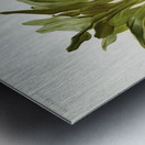 Masdevallia chimæra var mooreana from Reichenbachia Orchids 1888-1894 illustrated by Frederick Sander 1847-1920.  Metal print