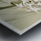 Cymbidium mastersi from Reichenbachia Orchids 1888-1894 illustrated by Frederick Sander 1847-1920.  Metal print