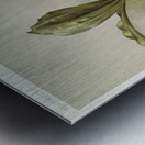 Swains Coelogyne Coelogyne swaniana from Reichenbachia Orchids 1888-1894 illustrated by Frederick Sander 1847-1920.  Metal print