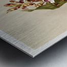 Zygopetalum crinitum from Reichenbachia Orchids 1888-1894 illustrated by Frederick Sander 1847-1920.  Impression metal