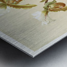 Cypripedium leeanum var giganteum from Reichenbachia Orchids 1888-1894 illustrated by Frederick Sander 1847-1920.  Metal print