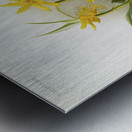 Dendrobium brymerianum from Reichenbachia Orchids 1888-1894 illustrated by Frederick Sander 1847-1920.  Metal print