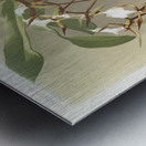 Angræcum caudatum from Reichenbachia Orchids 1888-1894 illustrated by Frederick Sander 1847-1920.  Metal print