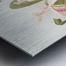 Cattleya warscewiczii from Reichenbachia Orchids 1888-1894 illustrated by Frederick Sander 1847-1920.  Metal print