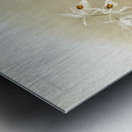 Coelogyne sanderæ from Reichenbachia Orchids 1888-1894 illustrated by Frederick Sander 1847-1920.  Metal print