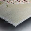 Odontoglossum pescatorei from Reichenbachia Orchids 1888-1894 illustrated by Frederick Sander 1847-1920.  Metal print