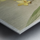 Kimballs Spathoglottis Spathoglottis kimballiana from Reichenbachia Orchids 1888-1894 illustrated by Frederick Sander 1847-1920.  Metal print