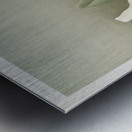 Cattleya trianæ alba from Reichenbachia Orchids 1888-1894 illustrated by Frederick Sander 1847-1920.  Metal print