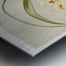 Cymbidium hybridum winnianum from Reichenbachia Orchids 1888-1894 illustrated by Frederick Sander 1847-1920.  Metal print