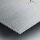 Hybrid masdevallias courtauldiana geleniana and measuresiana from Reichenbachia Orchids 1888-1894 illustrated by Frederick Sander 1847-1920.  Metal print