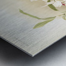 Dendrobium leechianum from Reichenbachia Orchids 1888-1894 illustrated by Frederick Sander 1847-1920.  Metal print